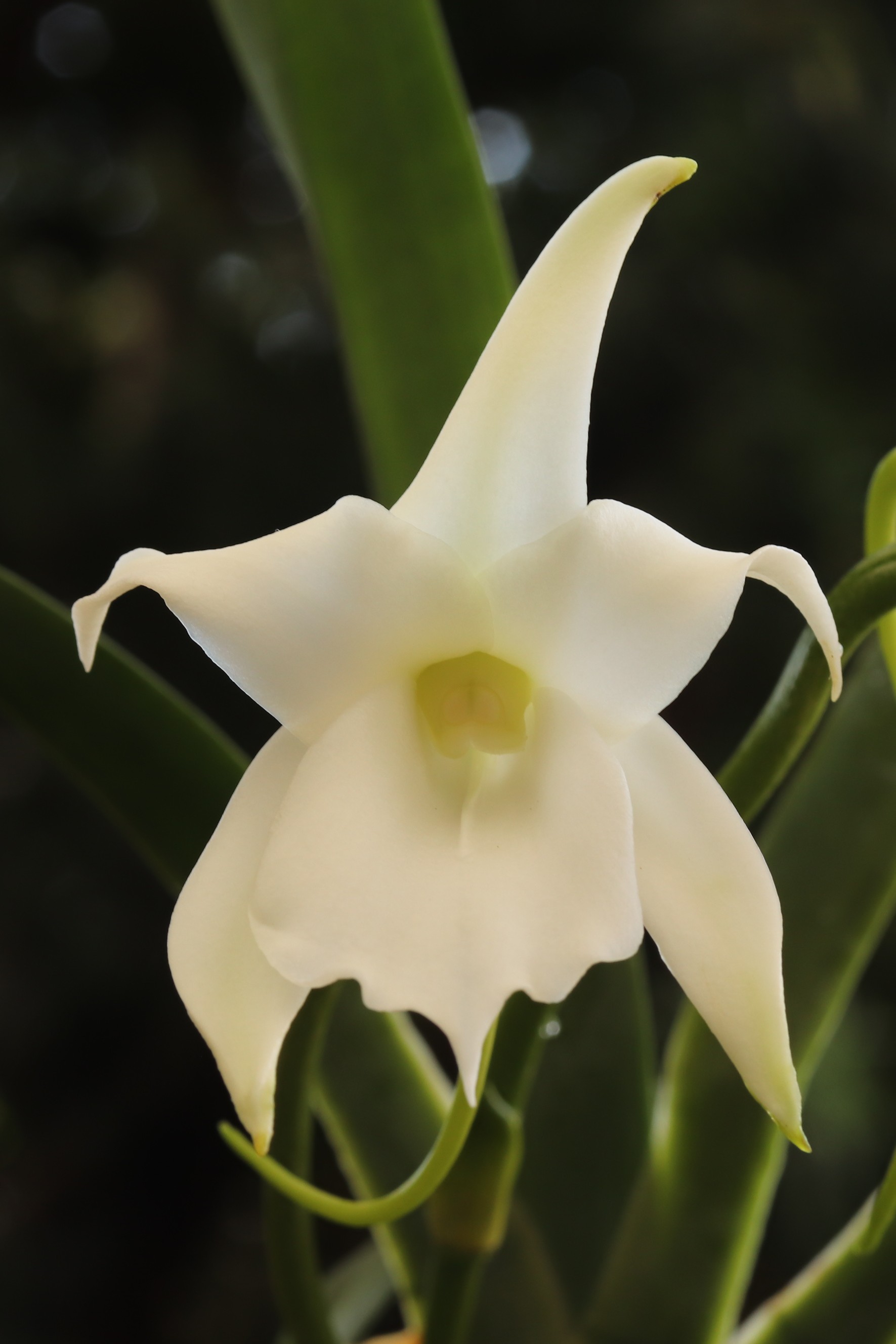 Angraecom magdalenae