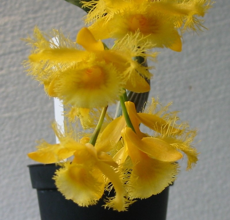 Dendrobium harveyanum